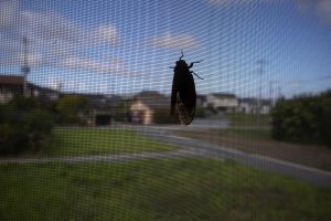 蝉　230822 (1 - 1)